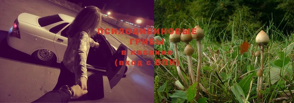 гашик Аркадак